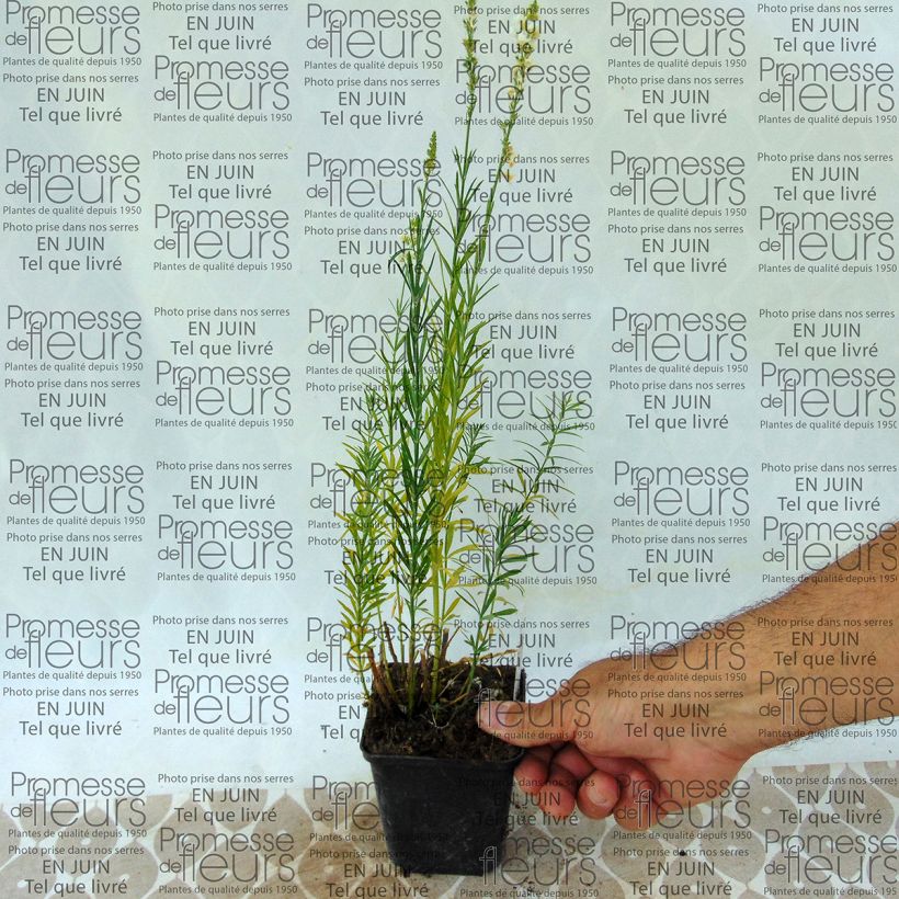 Exemplo de amostra de Linaria purpurea alba, Linaire Vaso de 8/9 cm tal como entregue