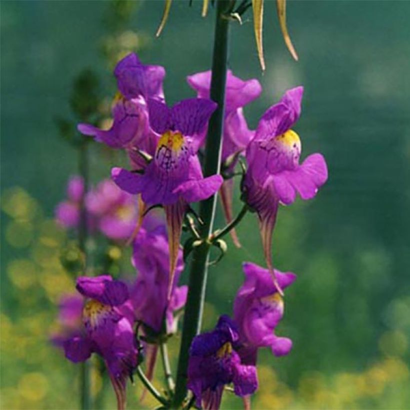 Linaria triornithophora (Floração)
