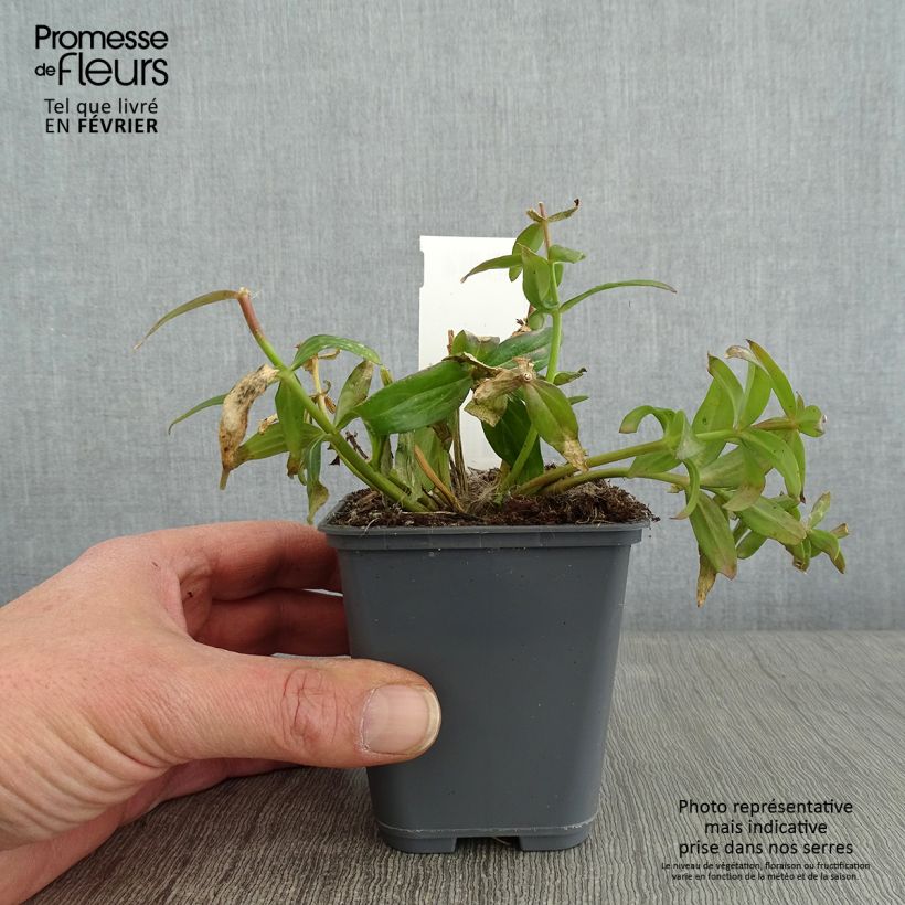 Amostra de Linaria triornithophora, Linaire à trois oiseaux Vaso de 8/9 cm tal como entregue no inverno