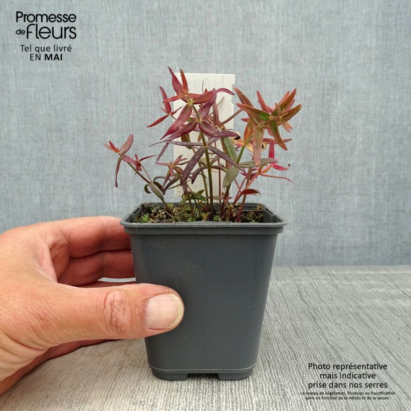 Amostra de Linaria triornithophora Vaso de 8/9 cm tal como entregue na primavera