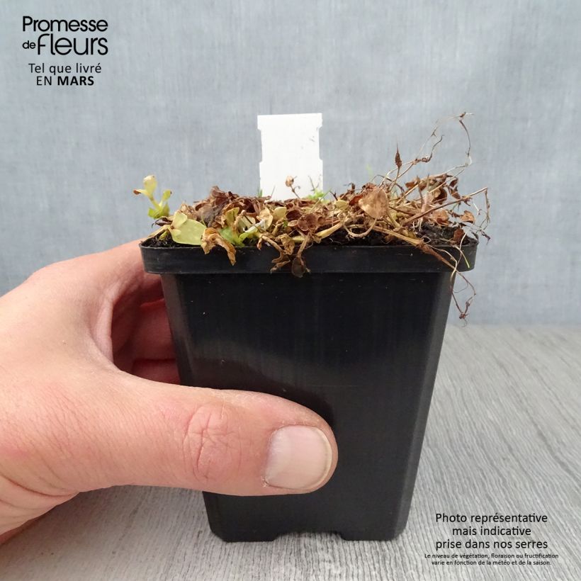 Amostra de Lindernia grandiflora Vaso de 8/9 cm tal como entregue na primavera