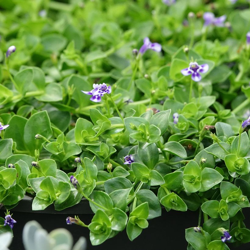 Lindernia grandiflora (Folhagem)