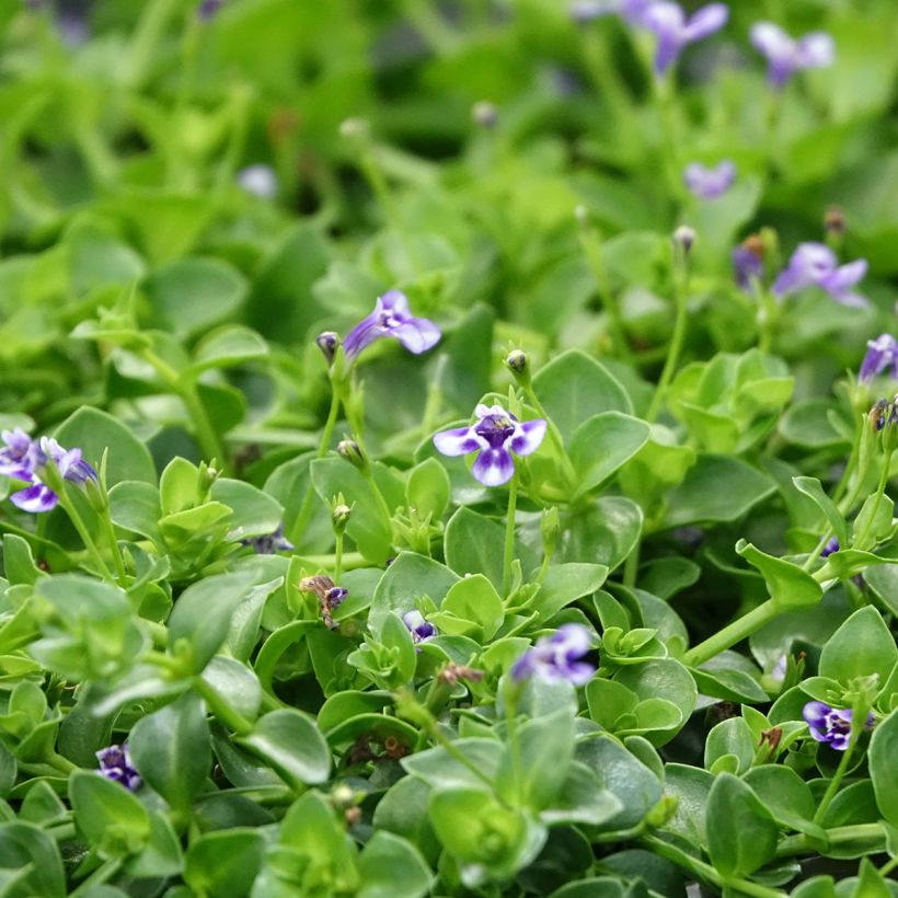 Lindernia grandiflora (Floração)