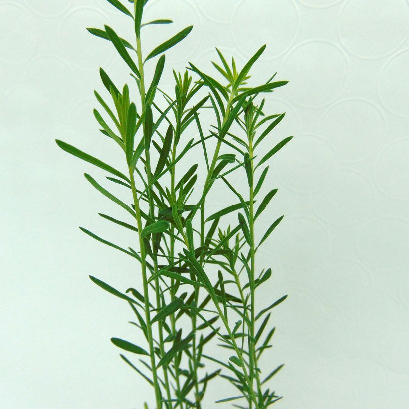 Linum perenne (Folhagem)
