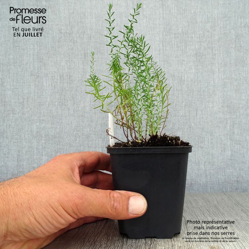 Amostra de Linum perenne Vaso de 7/8 cm tal como entregue no verão