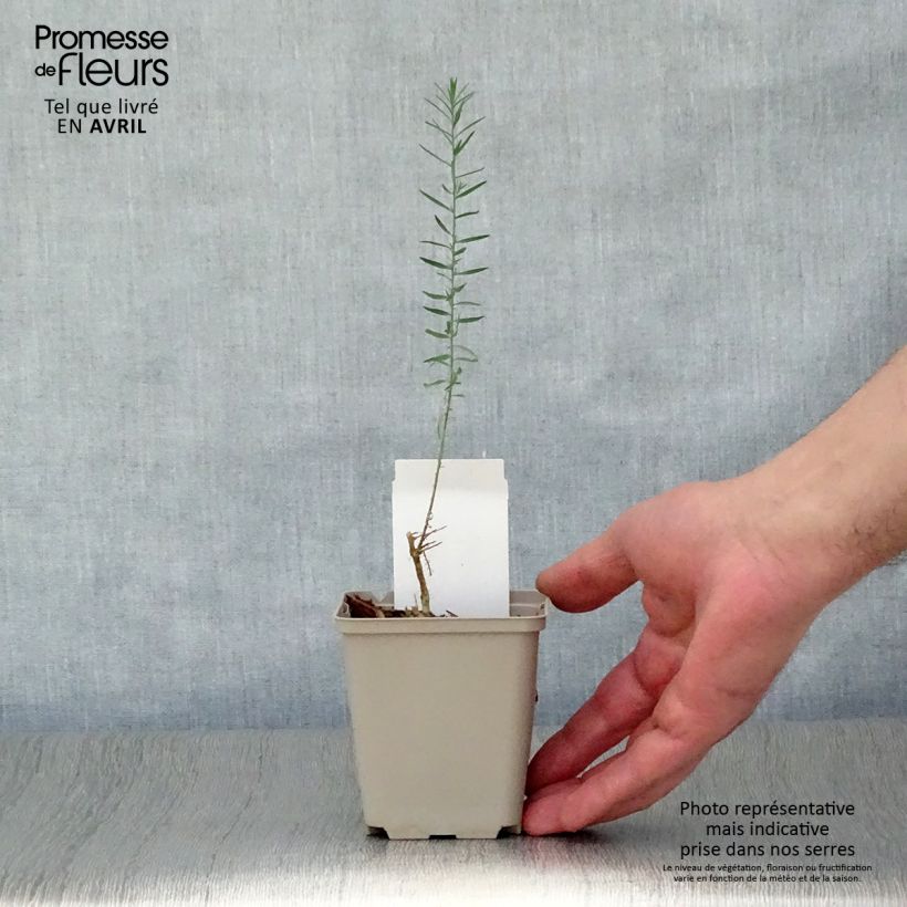 Amostra de Linum perenne Vaso de 7/8 cm tal como entregue na primavera