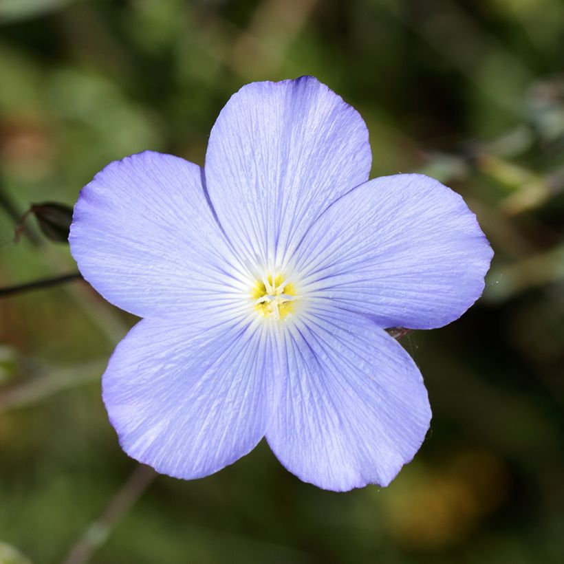 Linum perenne Saphir (Floração)
