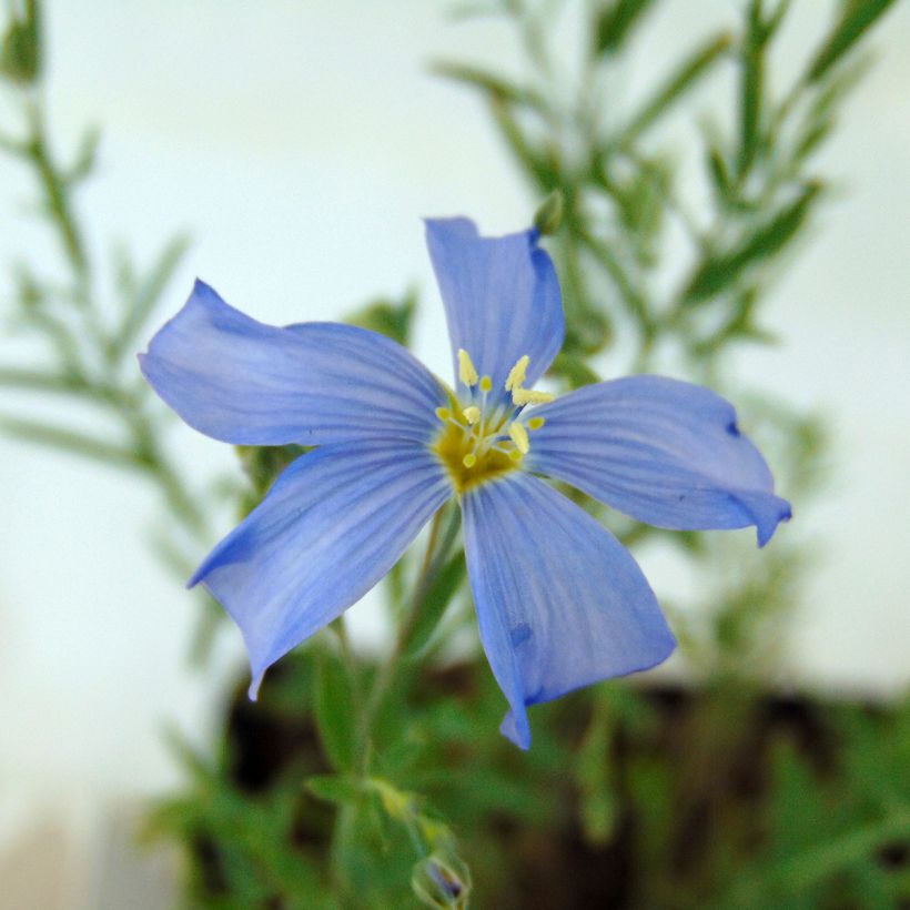 Linum perenne (Floração)