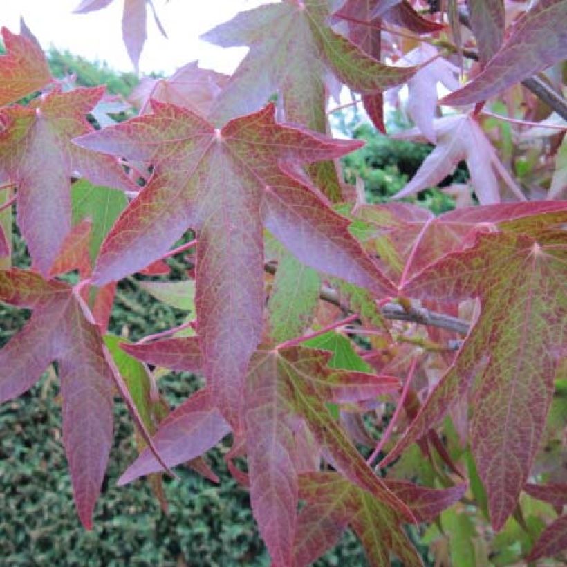 Liquidambar styraciflua (Folhagem)