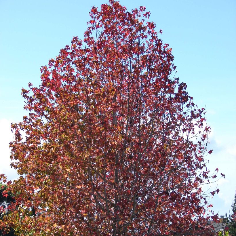 Liquidambar styraciflua (Hábito)