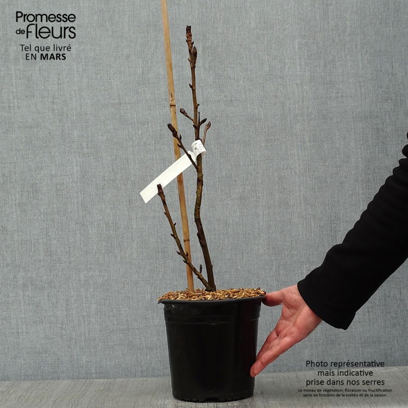 Amostra de Liquidambar styraciflua Albomarginata Manon - Copalme d'Amérique Vaso de 4 L/5 L tal como entregue no inverno