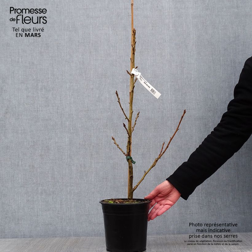 Amostra de Liquidambar styraciflua Aurea - Copalme d'Amérique Vaso de 4 L/5 L tal como entregue no inverno