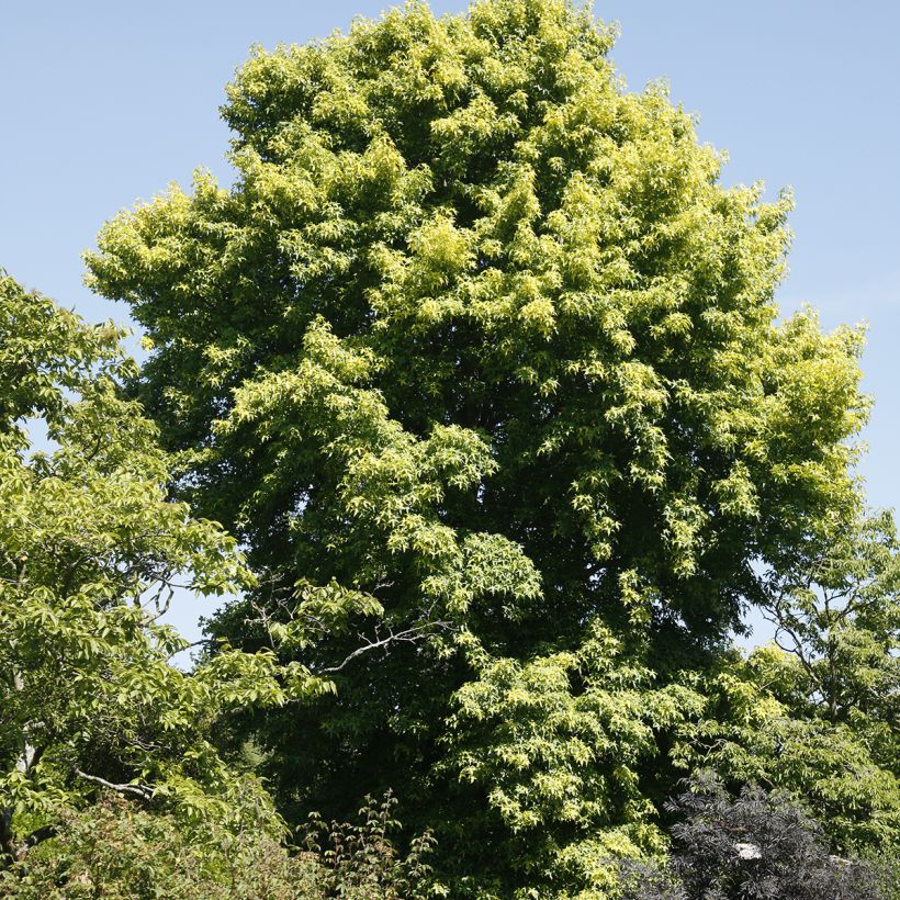 Liquidambar styraciflua Aurora (Hábito)