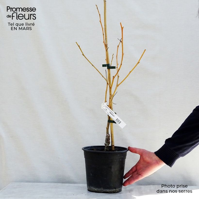 Amostra de Liquidâmbar styraciflua Golden Sun Vaso de 4 L/5 L tal como entregue na primavera