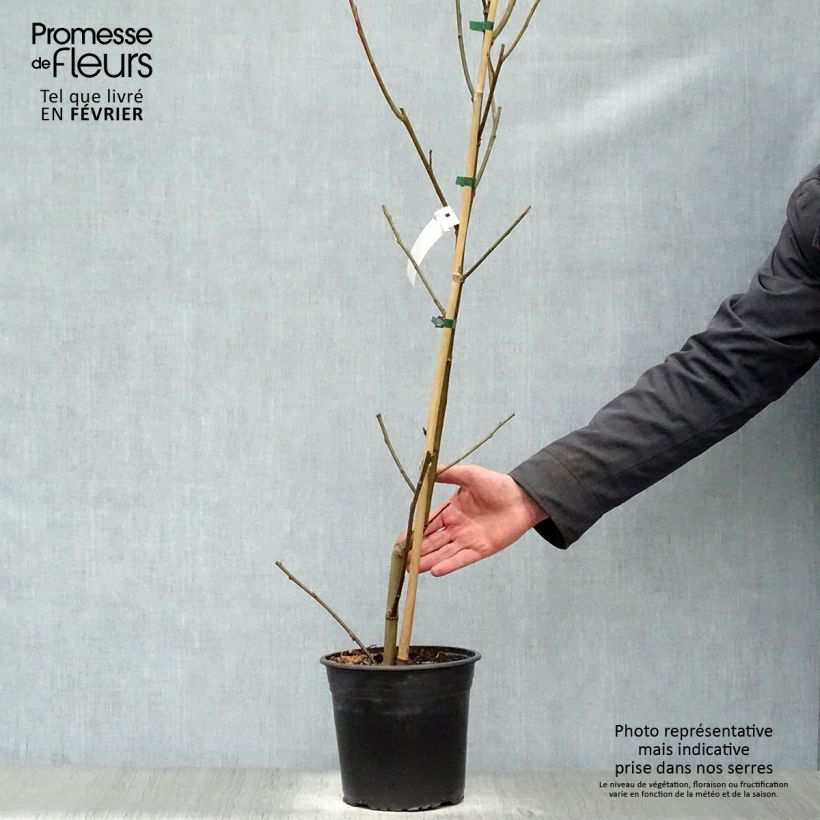 Amostra de Liquidambar styraciflua Lane Roberts - Copalme d'Amérique Vaso de 2 L/3 L tal como entregue no inverno