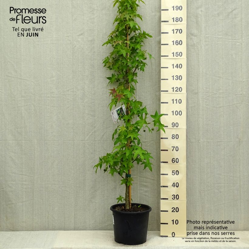 Amostra de Liquidambar styraciflua Palo Alto - Copalme d'Amérique Vaso de 12 L/15 L tal como entregue na primavera
