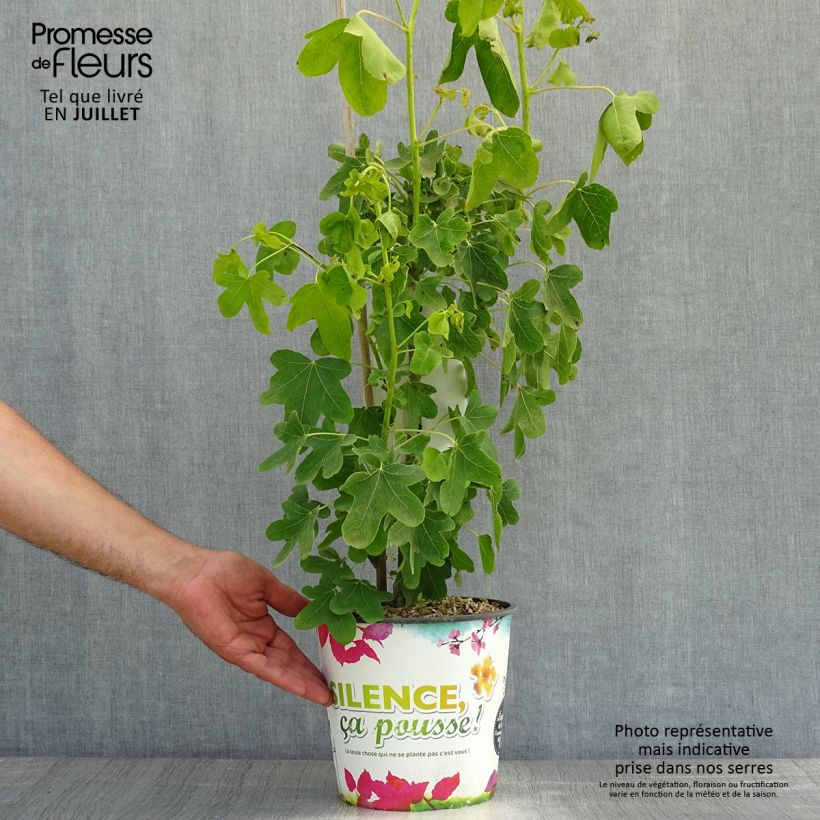 Amostra de Liquidâmbar styraciflua Rotundiloba Vaso de 4 L/5 L tal como entregue no verão