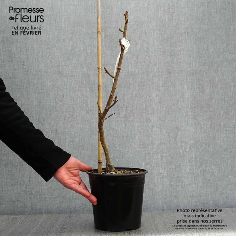 Amostra de Liquidambar styraciflua Rotundiloba - Copalme d'Amérique Vaso de 4 L/5 L tal como entregue no inverno