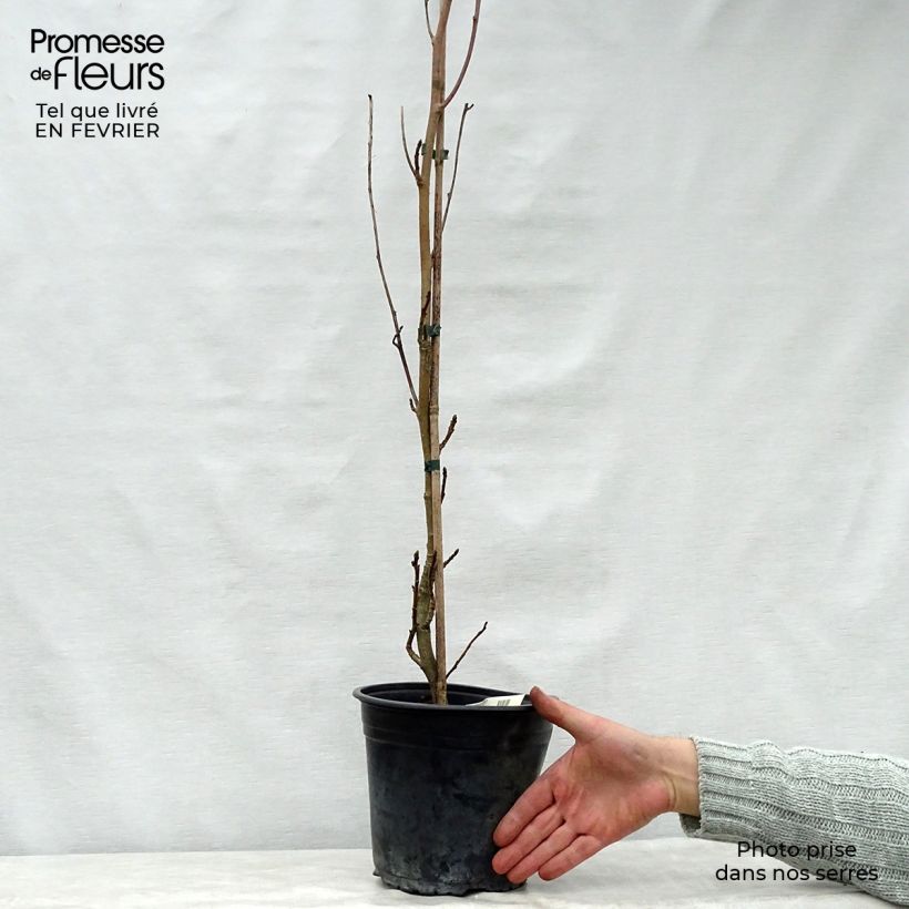 Amostra de Liquidambar styraciflua Slender Silhouette - Copalme d'Amérique Vaso de 4 L/5 L tal como entregue no inverno