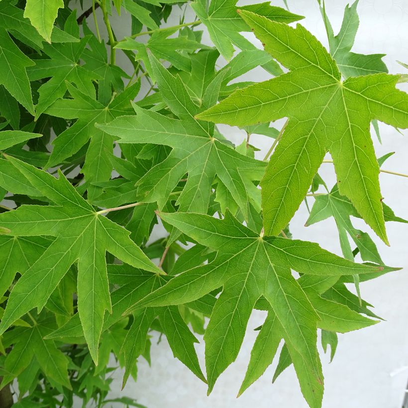 Liquidambar styraciflua Worplesdon (Folhagem)