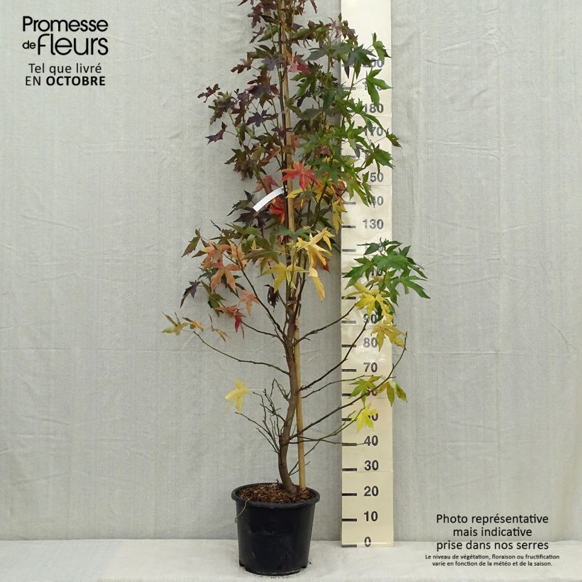 Amostra de Liquidambar styraciflua Worplesdon Vaso de 7,5 L/10 L tal como entregue no outono