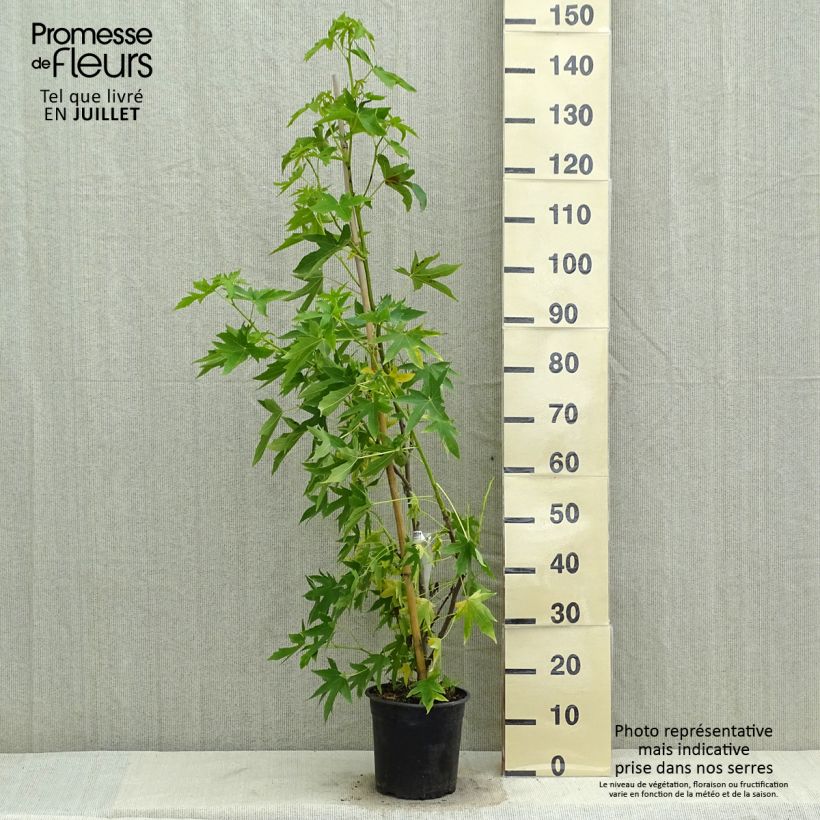 Amostra de Liquidambar styraciflua Worplesdon Vaso de 4 L/5 L tal como entregue no verão