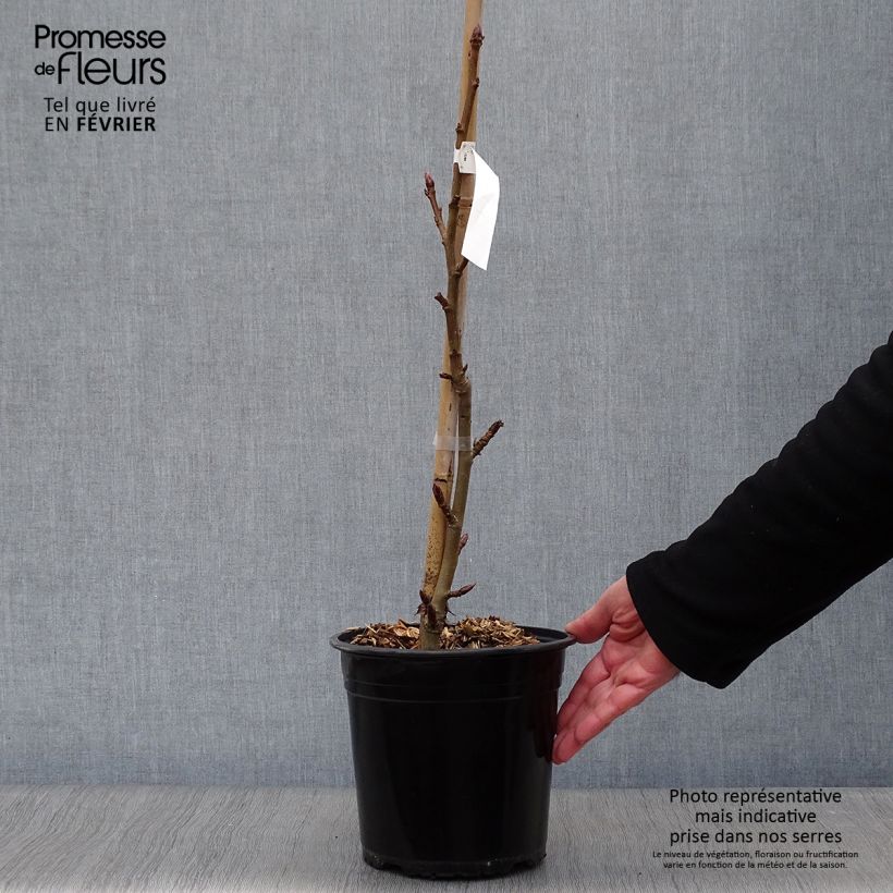 Amostra de Liquidambar styraciflua Worplesdon Vaso de 4 L/5 L tal como entregue no inverno