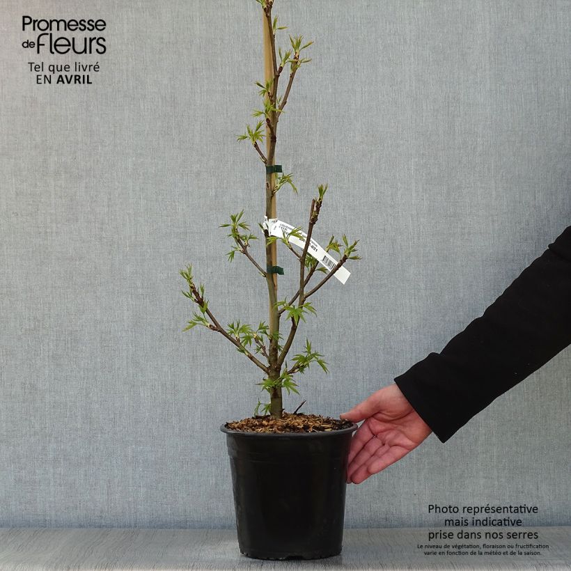 Amostra de Liquidambar styraciflua Worplesdon Vaso de 4 L/5 L tal como entregue na primavera