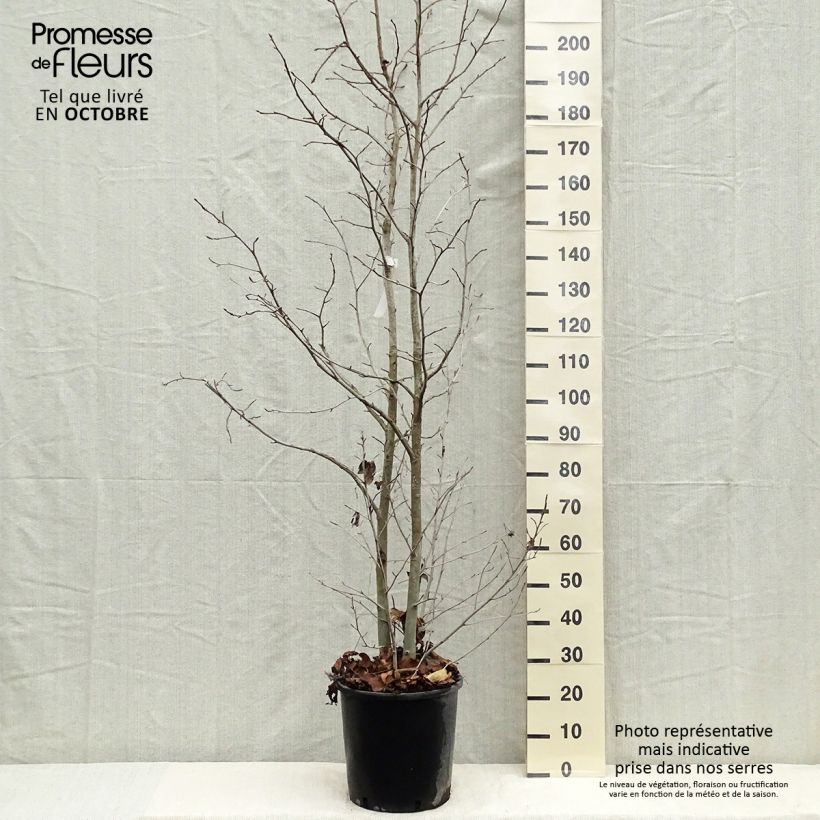 Amostra de Liquidambar styraciflua Vaso de 7,5 L/10 L tal como entregue no outono