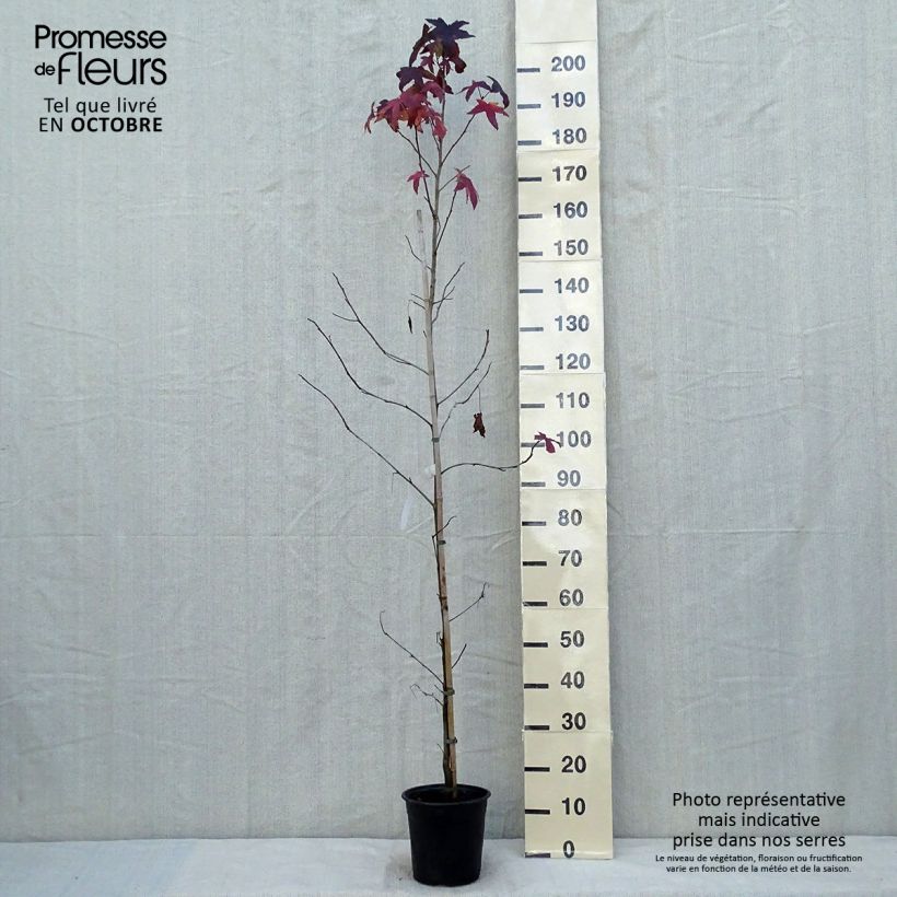 Amostra de Liquidambar styraciflua Vaso de 3 L/4 L tal como entregue no outono