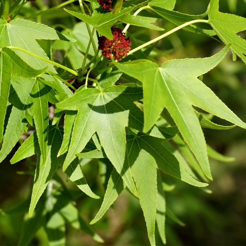 Liquidambar styraciflua Stella (Folhagem)