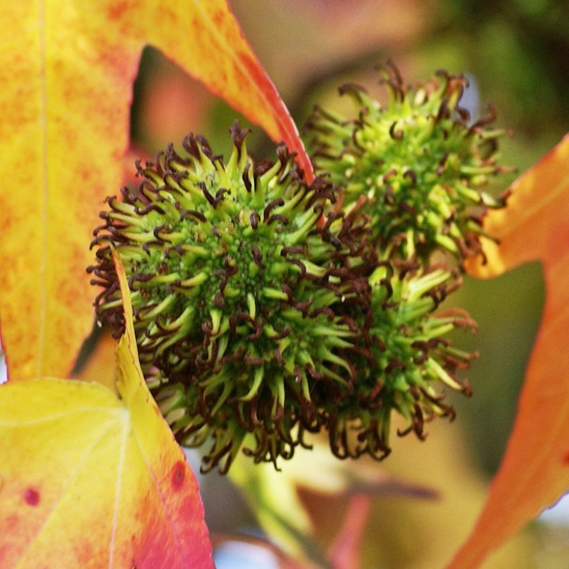 Liquidambar styraciflua Stella (Colheita)