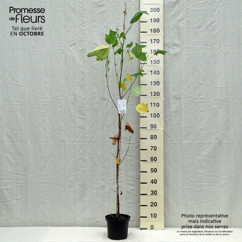 Amostra de Liriodendron tulipifera Aureomarginatum Vaso de 3 L/4 L tal como entregue no outono