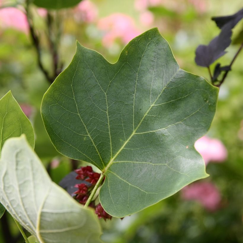 Liriodendron tulipifera Aureomarginatum (Folhagem)