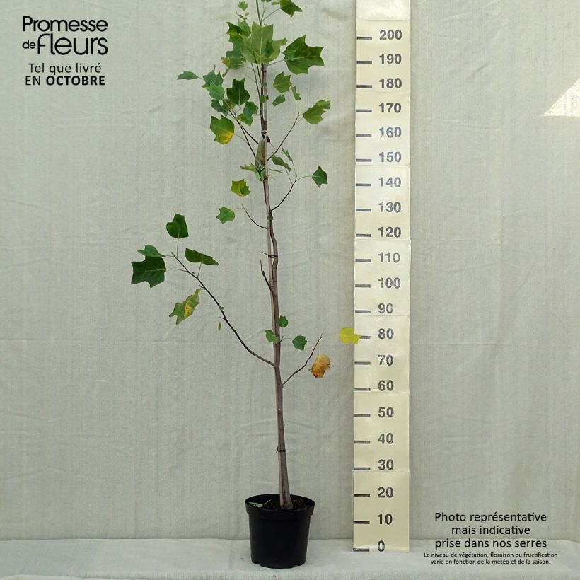 Amostra de Liriodendron tulipifera Aureomarginatum Vaso de 7,5 L/10 L tal como entregue no outono