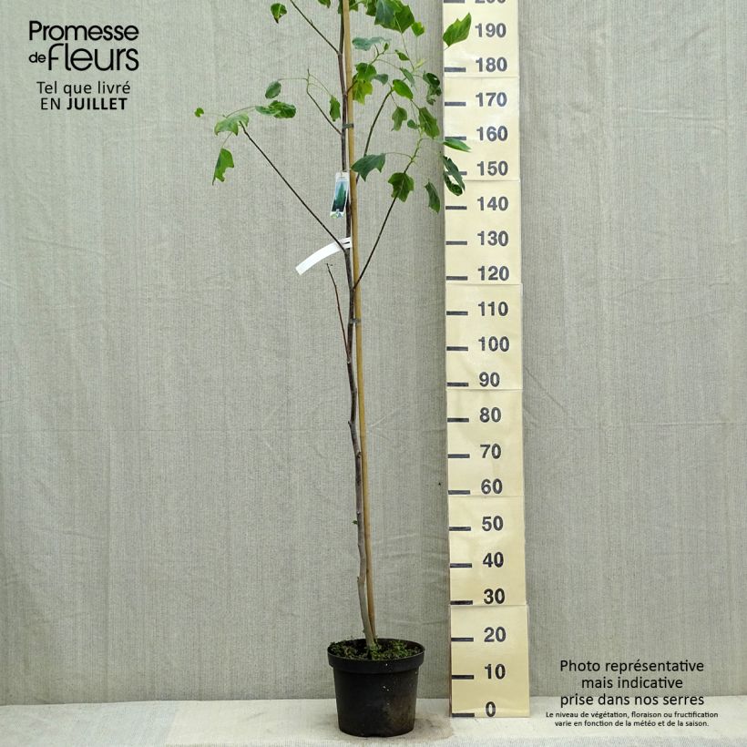 Amostra de Liriodendron tulipifera Aureomarginatum Vaso de 7,5 L/10 L tal como entregue no verão