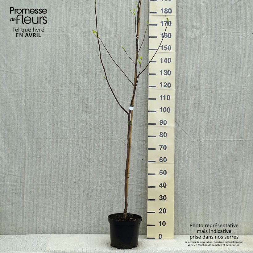 Amostra de Liriodendron tulipifera Aureomarginatum Vaso de 7,5 L/10 L tal como entregue na primavera