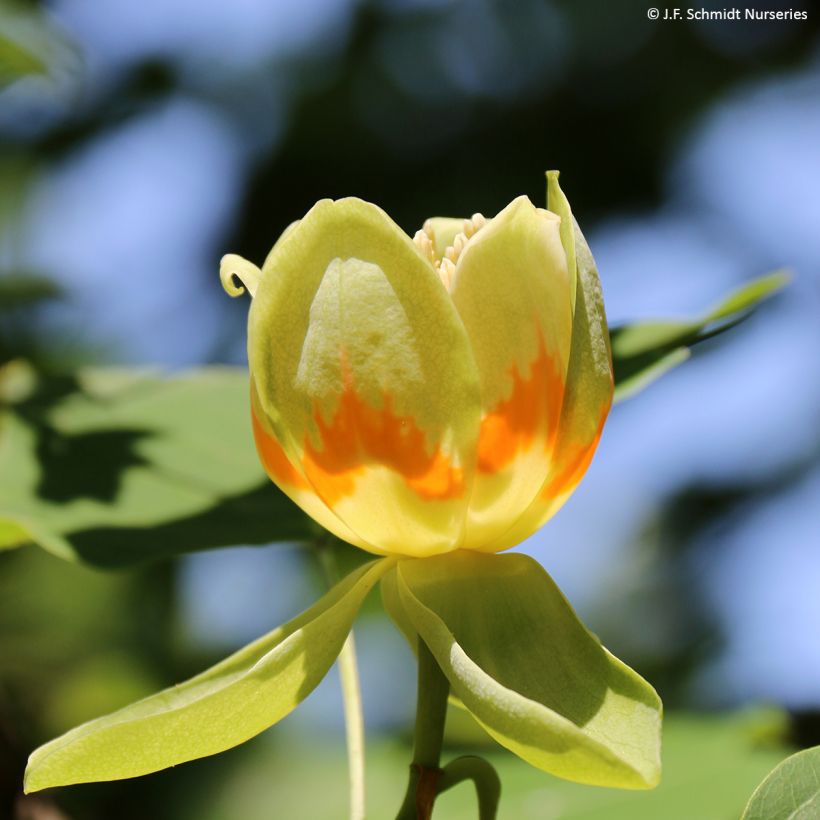 Liriodendron tulipifera Emerald City (Floração)