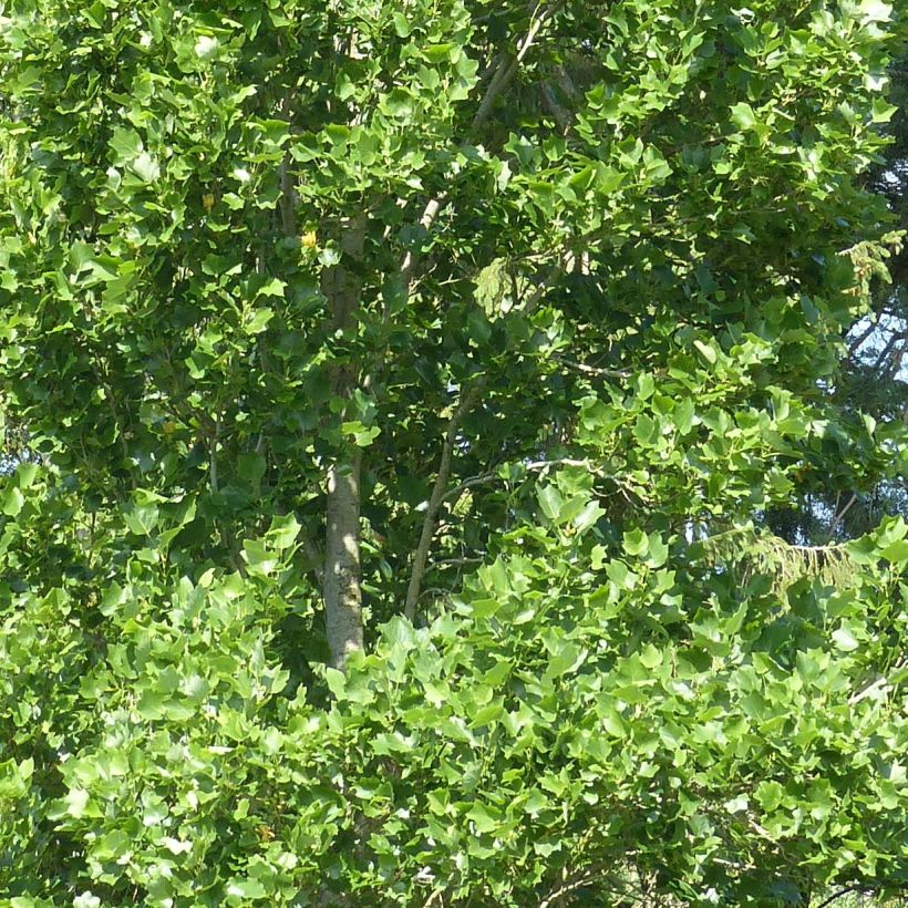 Liriodendron tulipifera Fastigiata (Folhagem)