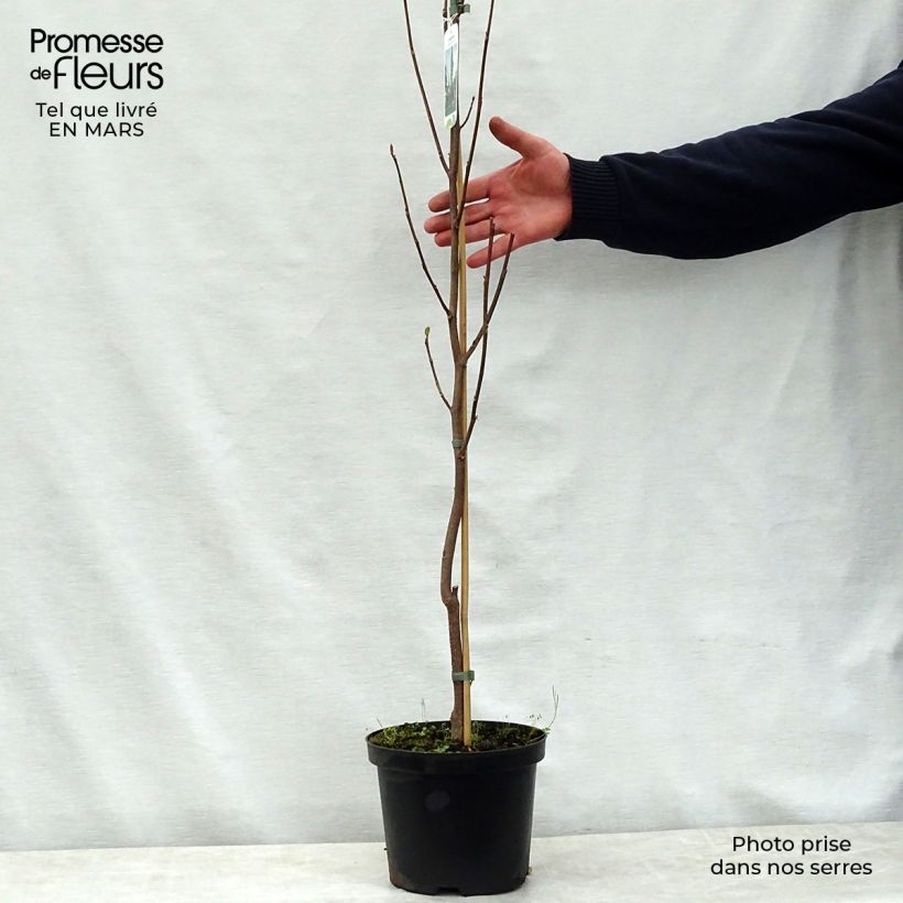 Amostra de Liriodendron tulipifera Fastigiata Vaso de 4 L/5 L, Haste tal como entregue na primavera