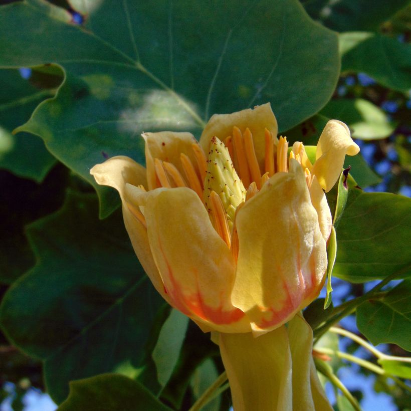Liriodendron tulipifera (Floração)