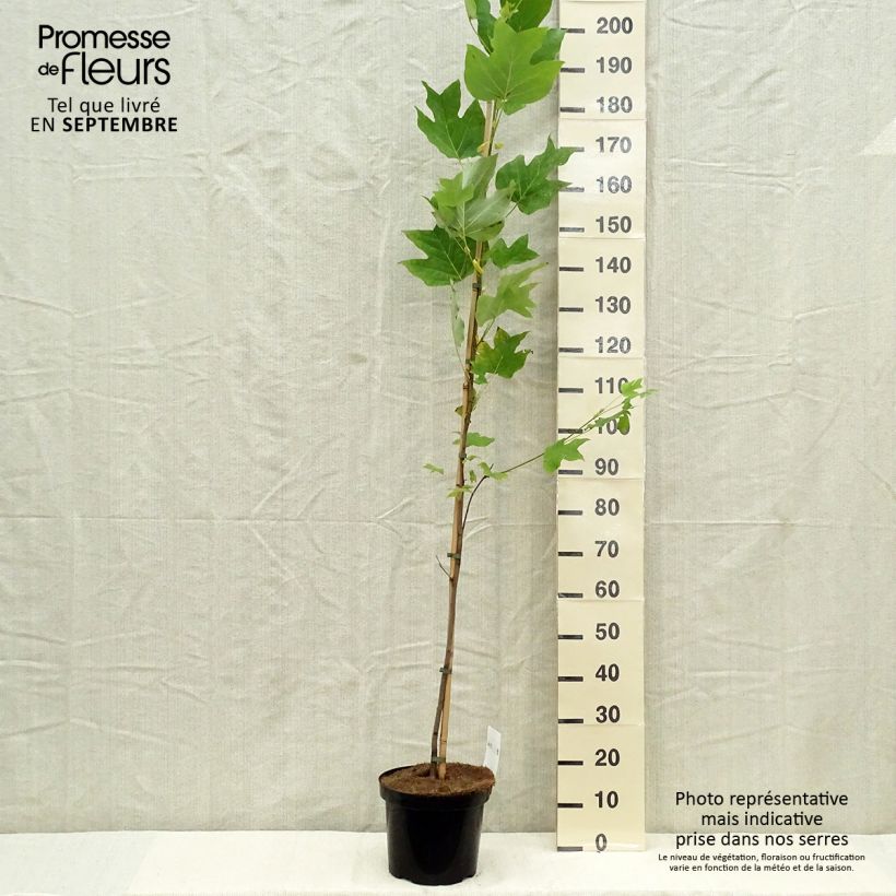 Amostra de Liriodendron tulipifera Vaso de 4 L/5 L tal como entregue no outono