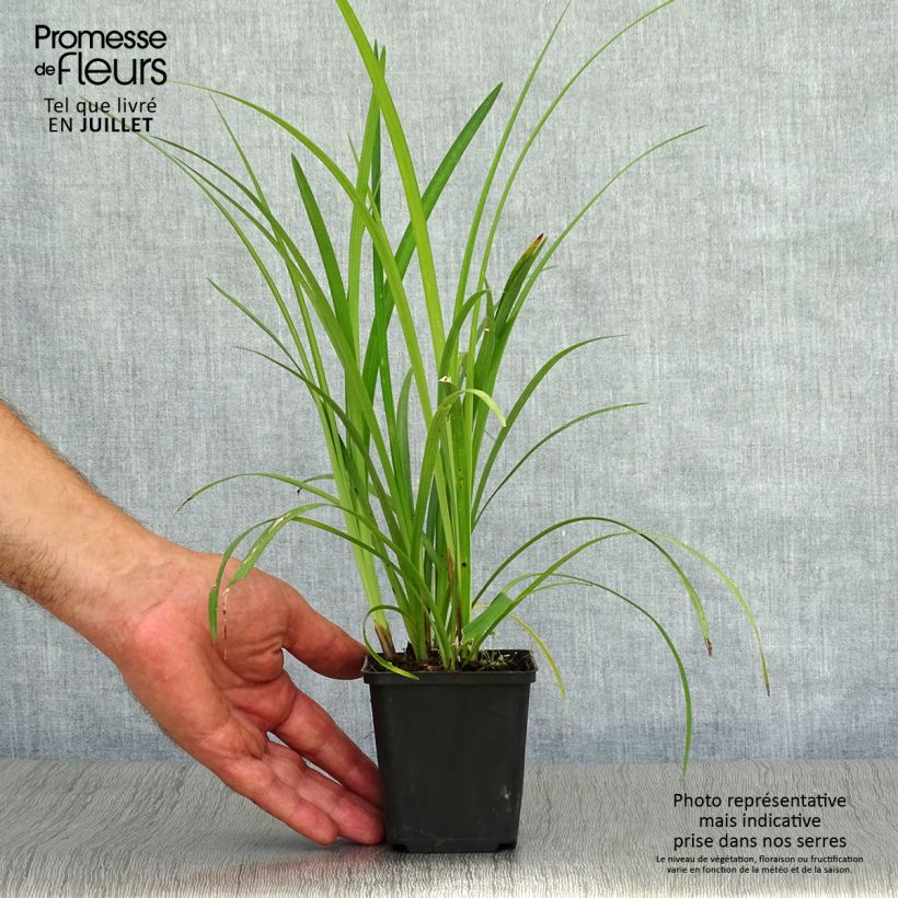 Amostra de Líriope muscari Super Blue Vaso de 8/9 cm tal como entregue no verão
