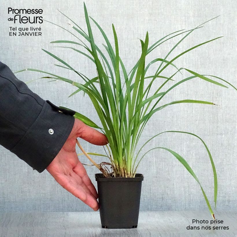 Amostra de Liriope Super Blue Vaso de 8/9 cm tal como entregue no inverno