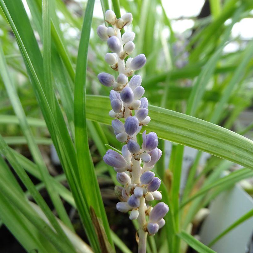 Líriope muscari (Floração)