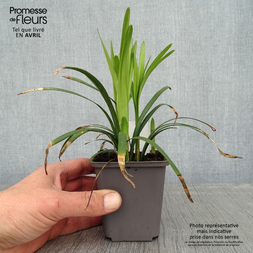 Amostra de Líriope muscari Big Blue Vaso de 8/9 cm tal como entregue na primavera