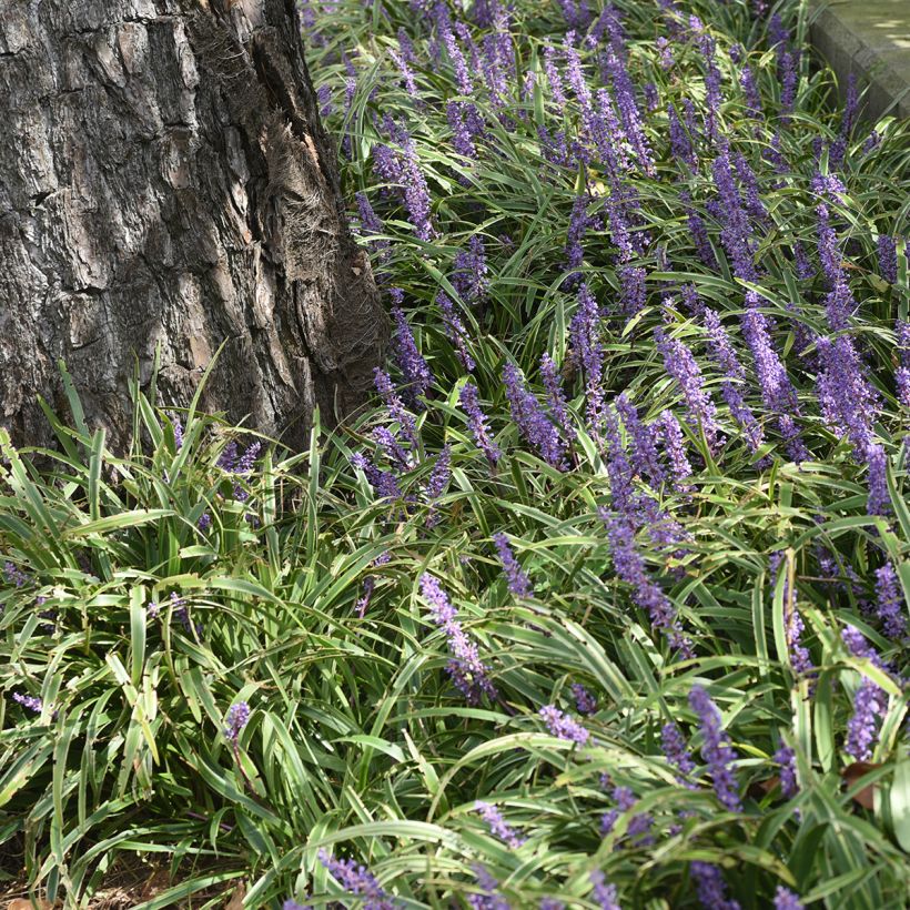 Líriope muscari Big Blue (Hábito)