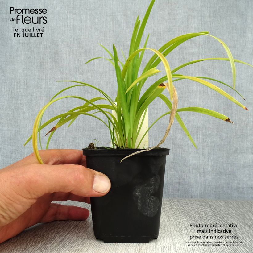 Amostra de Líriope muscari Evergreen Giant Vaso de 8/9 cm tal como entregue no verão