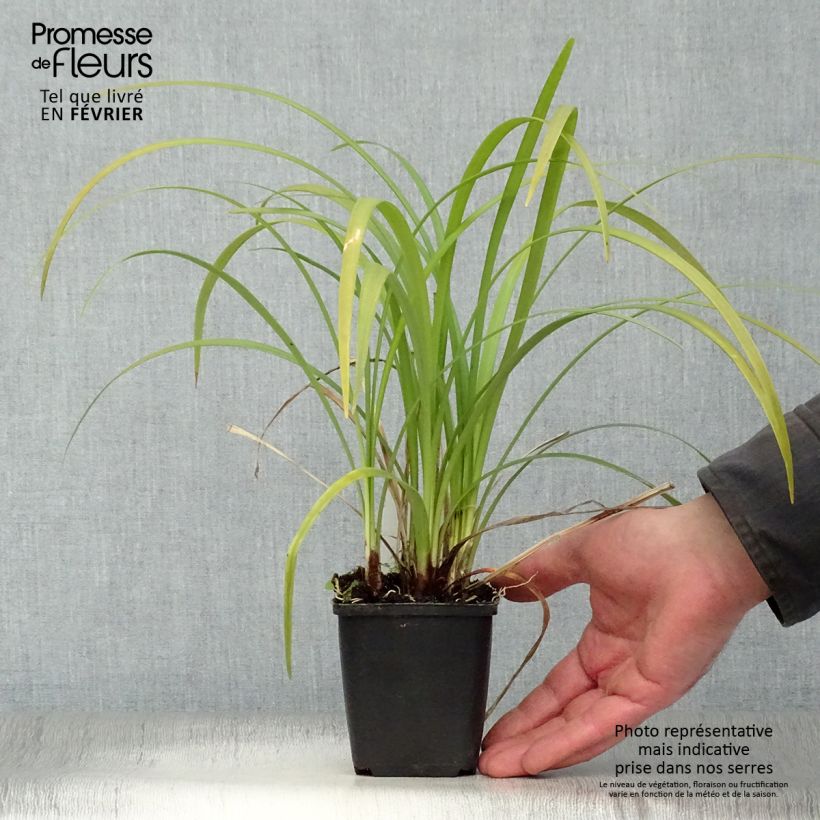Amostra de Liriope muscari Evergreen Giant Vaso de 8/9 cm tal como entregue no inverno