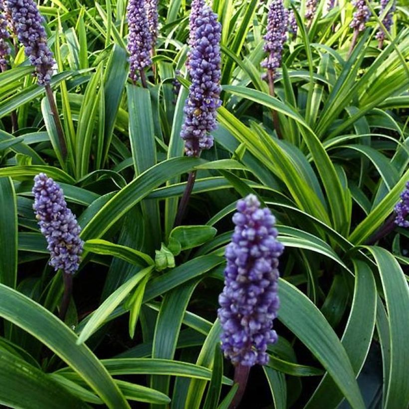 Líriope muscari Gold Banded (Floração)